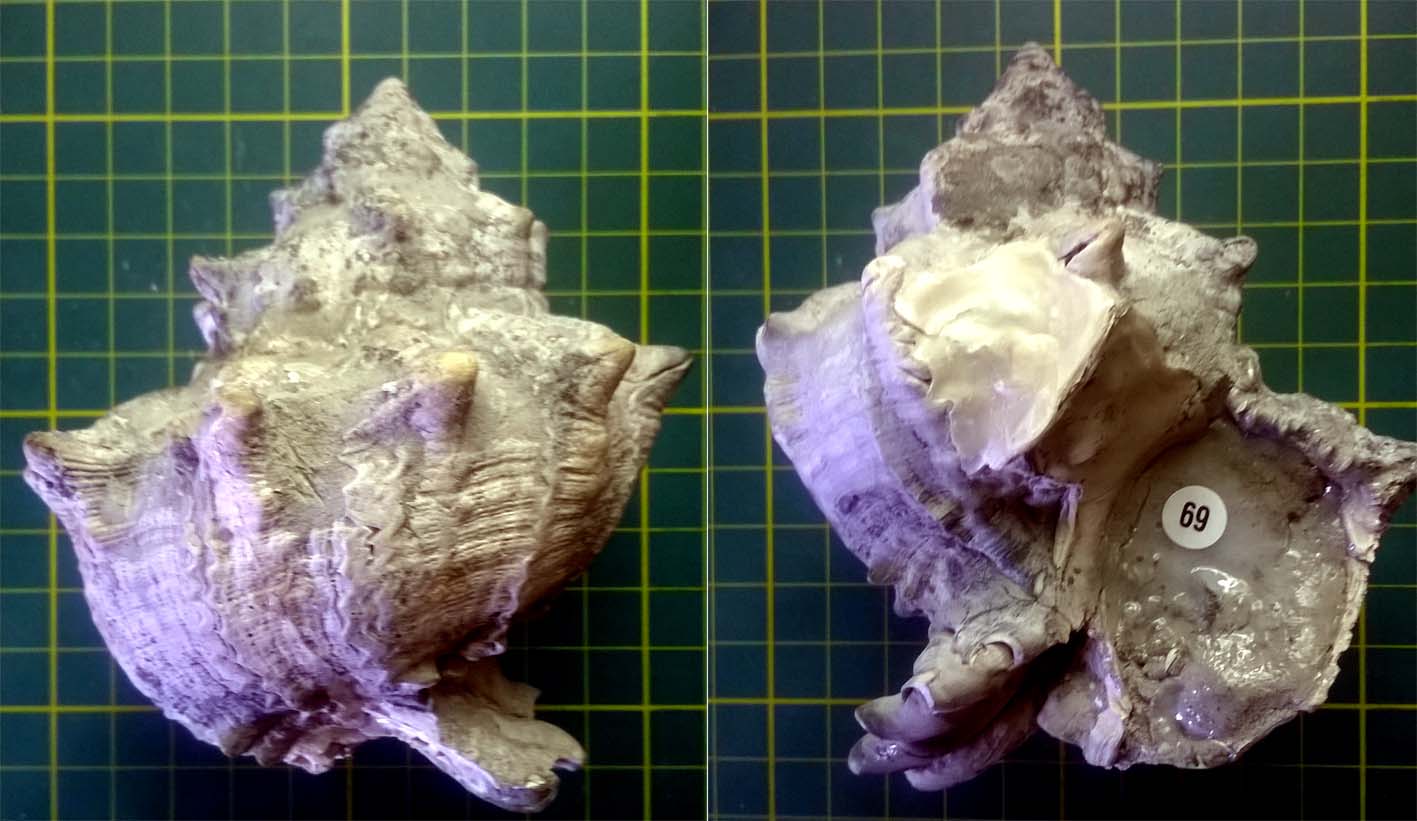 Trunculariopsis truncula